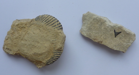 A fossil shark's tooth and a shell